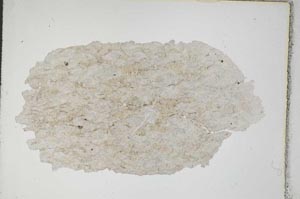 Plane Polarized, S8756