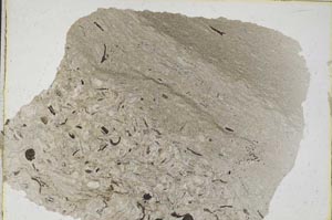 Plane Polarized, S8786