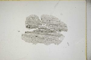 Plane Polarized, S8809/A