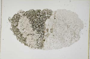 Plane Polarized, S8831