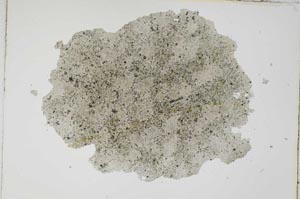 Plane Polarized, S8839