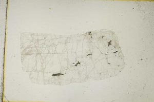 Plane Polarized, S8855