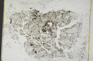 Plane Polarized, S8868