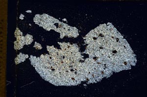 Cross Polarized, S8873