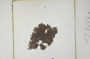 Plane Polarized, S249