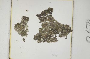 Plane Polarized, S252