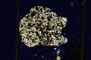 Cross Polarized, S266