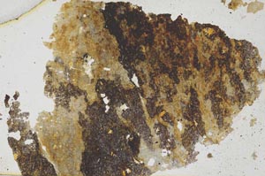 Plane Polarized, S279