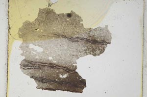 Plane Polarized, S280