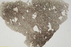 Plane Polarized, S282