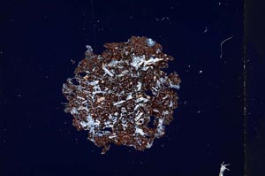 Cross Polarized, S283