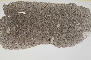 Plane Polarized, S286