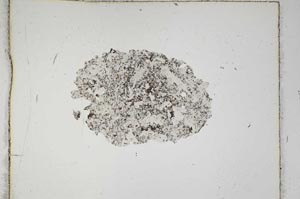 Plane Polarized, S293/A