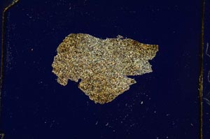 Cross Polarized, S295