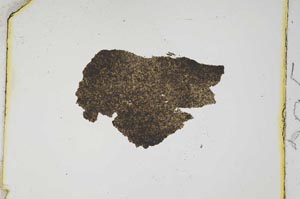 Plane Polarized, S295