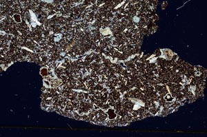 Cross Polarized, S298