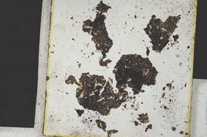 Plane Polarized, S300