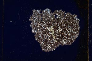 Cross Polarized, S301