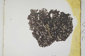 Plane Polarized, S301