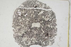 Plane Polarized, S303