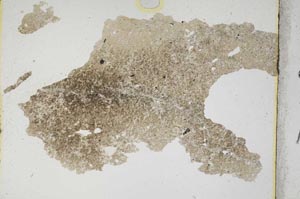 Plane Polarized, S308