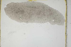 Plane Polarized, S309