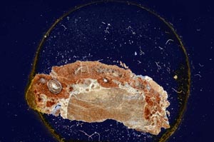 Cross Polarized, S319/A