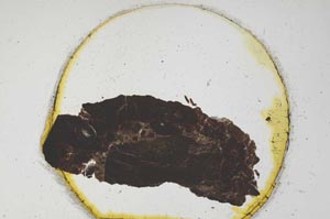 Plane Polarized, S319/A