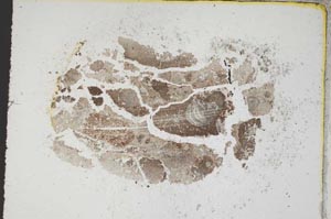 Plane Polarized, S319/B