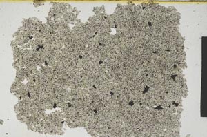 Plane Polarized, S371