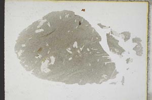 Plane Polarized, S8955