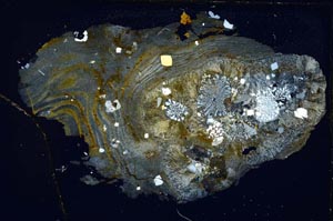 Cross Polarized, S8971