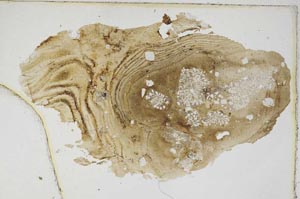 Plane Polarized, S8971