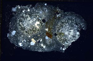 Cross Polarized, S8975