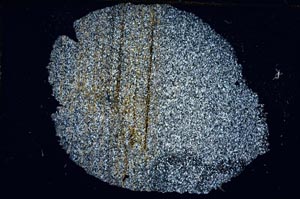 Cross Polarized, S8978