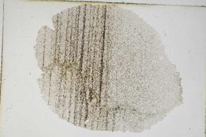 Plane Polarized, S8978