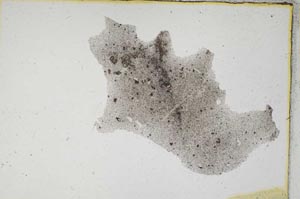 Plane Polarized, S493