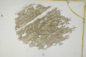 Plane Polarized, S9116/A