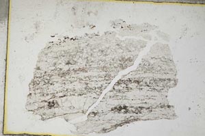 Plane Polarized, S9122