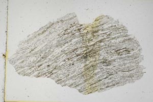 Plane Polarized, S9181