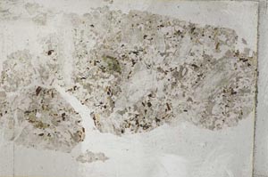 Plane Polarized, S9191