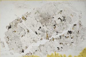 Plane Polarized, S9193