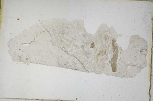 Plane Polarized, S9215