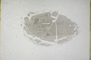 Plane Polarized, S9227