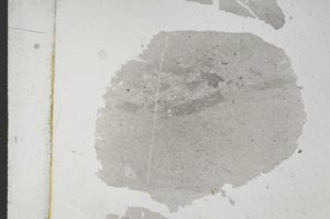 Plane Polarized, S9227/A