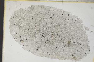 Plane Polarized, S9235