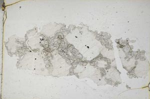 Plane Polarized, S9237