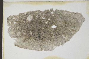 Plane Polarized, S9248