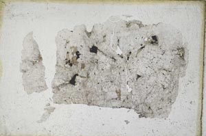 Plane Polarized, S9253