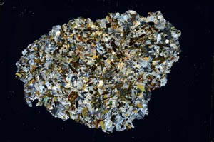 Cross Polarized, S9298